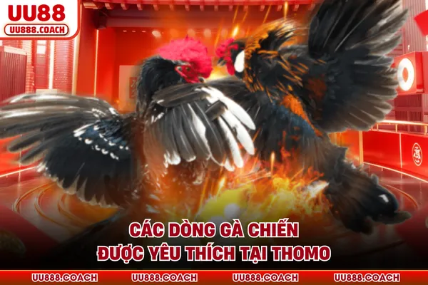Các dòng gà chiến được yêu thích tại Thomo Các dòng gà chiến được yêu thích tại Thomo