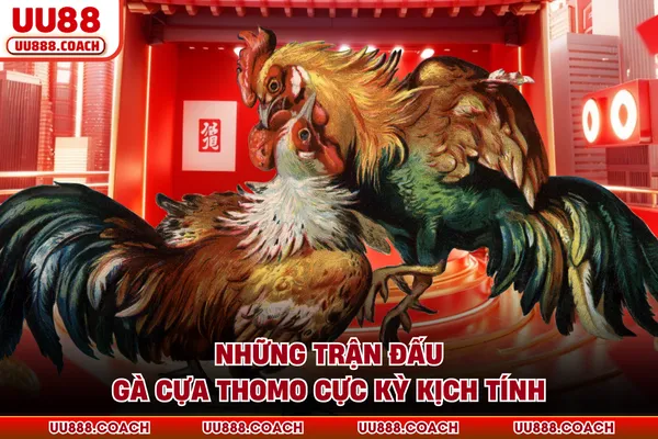 Những trận đấu gà cựa Thomo cực kỳ kịch tính Những trận đấu gà cựa Thomo cực kỳ kịch tính